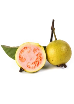 Plant related-Sow Exotic -Plant related-Sow Exotic guava fruit white background portrait