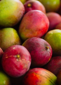 Mango 'Haden' (Mangifera Indica) -Plant related-Sow Exotic hadenmangofruittreeforsalesowexotic