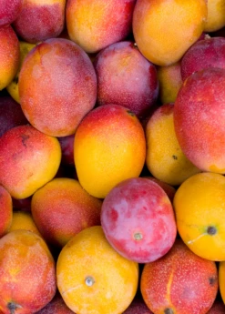 Plant related-Sow Exotic 20 Mango 'Haden' (Mangifera Indica)