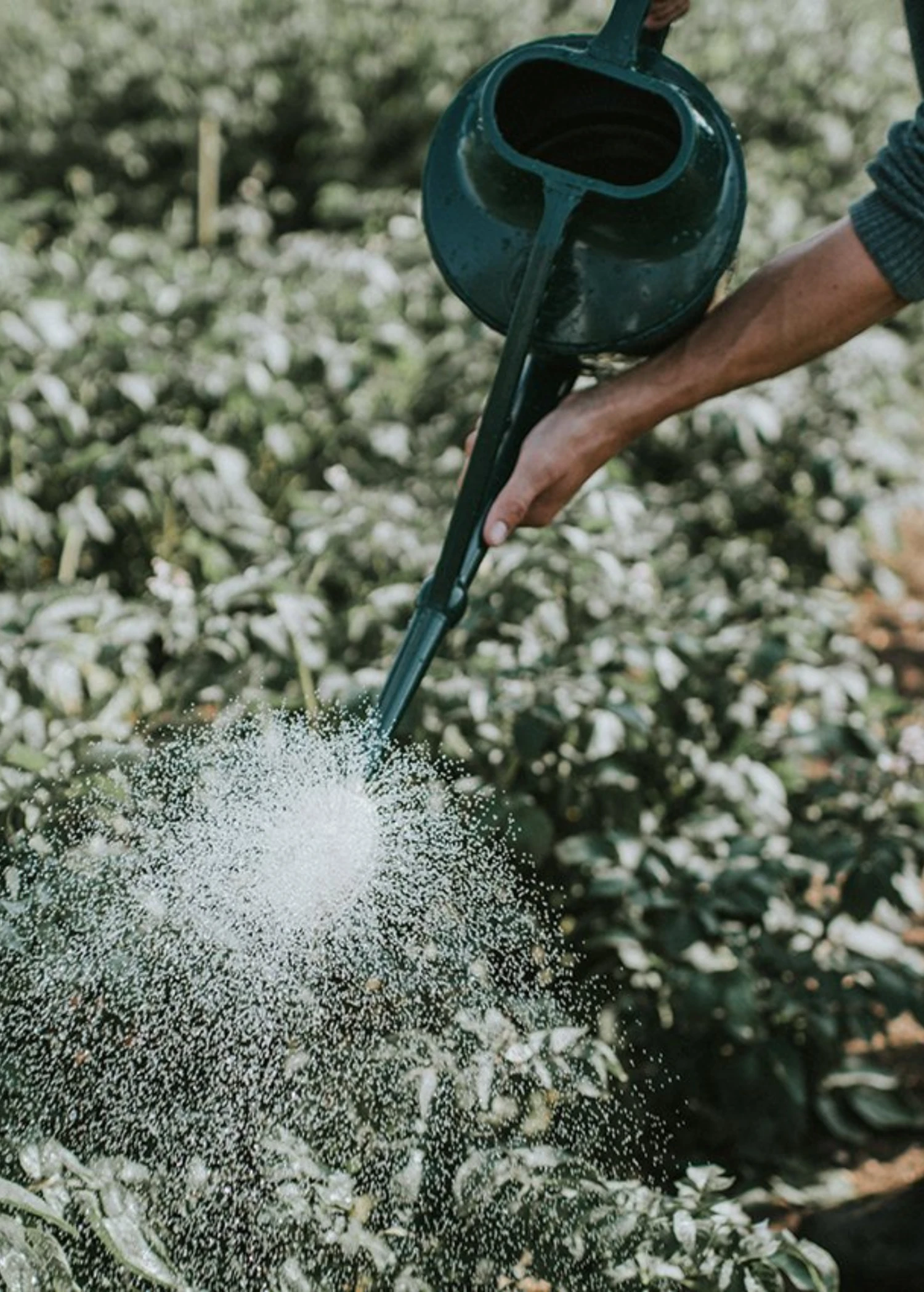 Haws Cradley Cascader Watering Can 1.5 Gallon 6 Liter 4 Haws Cradley Cascader Watering Can 1.5 Gallon 6 Liter - Image 2