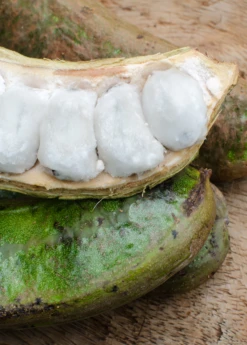 Ice Cream Bean (Inga Edulis) -Plant related-Sow Exotic icecreambeansowexotic 0a273b06 52f6 4a72 8d30 36ed2646dad8