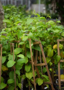 Giant Granadilla (Passiflora Quadrangularis L.) -Plant related-Sow Exotic image 0f96d5a9 a669 4fbe 92d3 05139b4a7144
