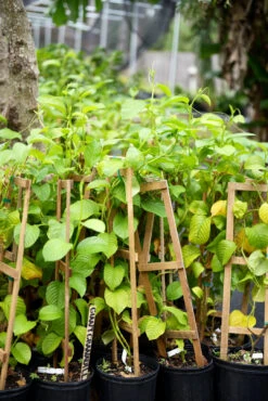 Giant Granadilla (Passiflora Quadrangularis L.) -Plant related-Sow Exotic image 27e3d0c7 bd71 461c 9d5b 443c535f3a7c