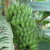 Banana 'Pisang Ceylon' (Musa) -Plant related-Sow Exotic image 488effed 43e4 4b03 8e59 b281df0a594d