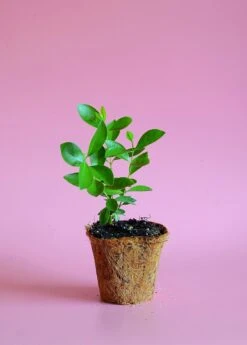 Guava, Strawberry (Psidium Cattleianum) -Plant related-Sow Exotic image 4c67b4bb d8b2 4177 be3b 75ebe5035d2f