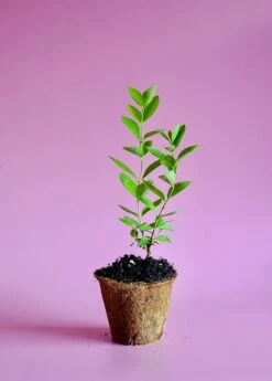 Guava, Lemon (Psidium Littorale) -Plant related-Sow Exotic image 5da25745 e4e1 4cb3 929d 4f728a09408b