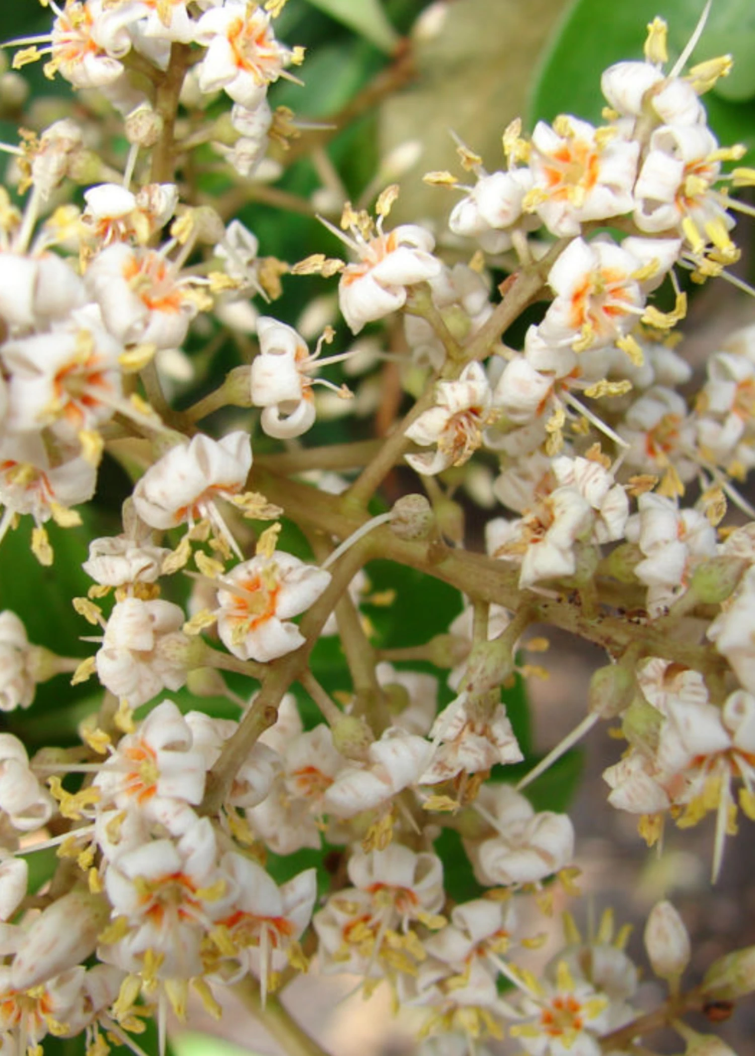 Marlberry (Ardisia Squamulosa) 3 Marlberry (Ardisia Squamulosa)