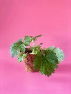 Siberian Motherwort (Leonurus Sibiricus) -Plant related-Sow Exotic image 7b0926f1 f45c 4fdb b85f 38451e3b16a3