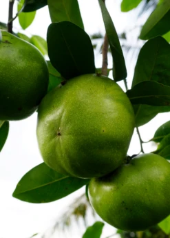 Black Sapote ‘Wilson’ (Diospyros Nigra) -Plant related-Sow Exotic image b6730905 98c4 49e4 bcfe 5344d879a940