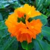 Insulin Plant (Costus Igneus) -Plant related-Sow Exotic insulinflower