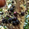 Jabuticaba (Plinia Cauliflora) -Plant related-Sow Exotic jaboticabasowexotic