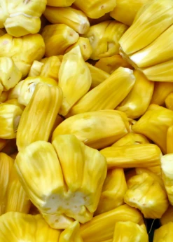 Jackfruit 'Black Gold' (Artocarpus Heterophyllus) -Plant related-Sow Exotic jackfruit fruit product