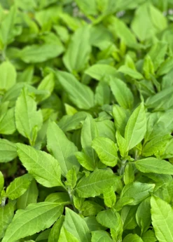 Jerusalem Artichoke (Helianthus Tubersosus) -Plant related-Sow Exotic jerusalemartichokePlantSowExotic 1