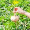 Jicama (Pachyrhizus Erosus) -Plant related-Sow Exotic jicama