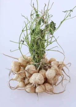 Jicama (Pachyrhizus Erosus) 7 Jicama (Pachyrhizus Erosus) -Plant related-Sow Exotic jicama plant for sale sow exotic