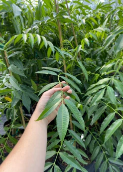 June Plum (Spondias Dulcis) -Plant related-Sow Exotic juneplumsowexotic