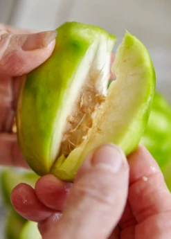 June Plum (Spondias Dulcis) -Plant related-Sow Exotic juneplymsowexotic 2