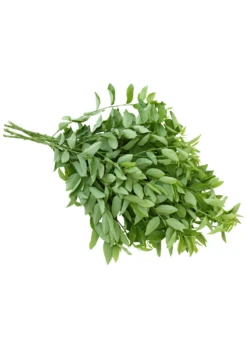 Katuk (Sauropus Androgynus) -Plant related-Sow Exotic katuk leaves