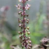 Tulsi 'Krishna' (Ocimum Tenuiflorum) -Plant related-Sow Exotic kirhsnatulsiholybasilplantforsalesowexoticnurseryharvestingtealeavescameliasinensis