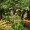 Klip Dagga (Leonotis Nepetifolia) -Plant related-Sow Exotic klip dagga