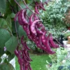 Lablab Bean (Lablab Purpureus) 2 Lablab Bean (Lablab Purpureus) -Plant related-Sow Exotic lablabbean