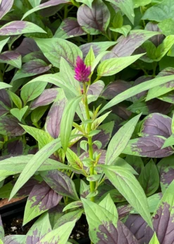 Lagos Spinach (Celosia Argentea) 5 Lagos Spinach (Celosia Argentea) -Plant related-Sow Exotic lagosspinachsowexotic