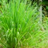 Lemongrass (Cymbopogon) -Plant related-Sow Exotic large lemongrass herb plant