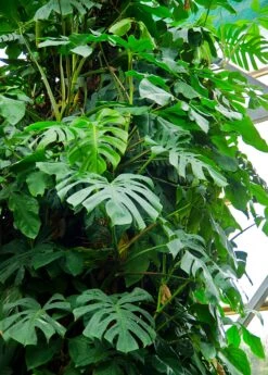 Monstera Deliciosa, Swiss Cheese Plant 15 Monstera Deliciosa, Swiss Cheese Plant -Plant related-Sow Exotic large monstera vine plant