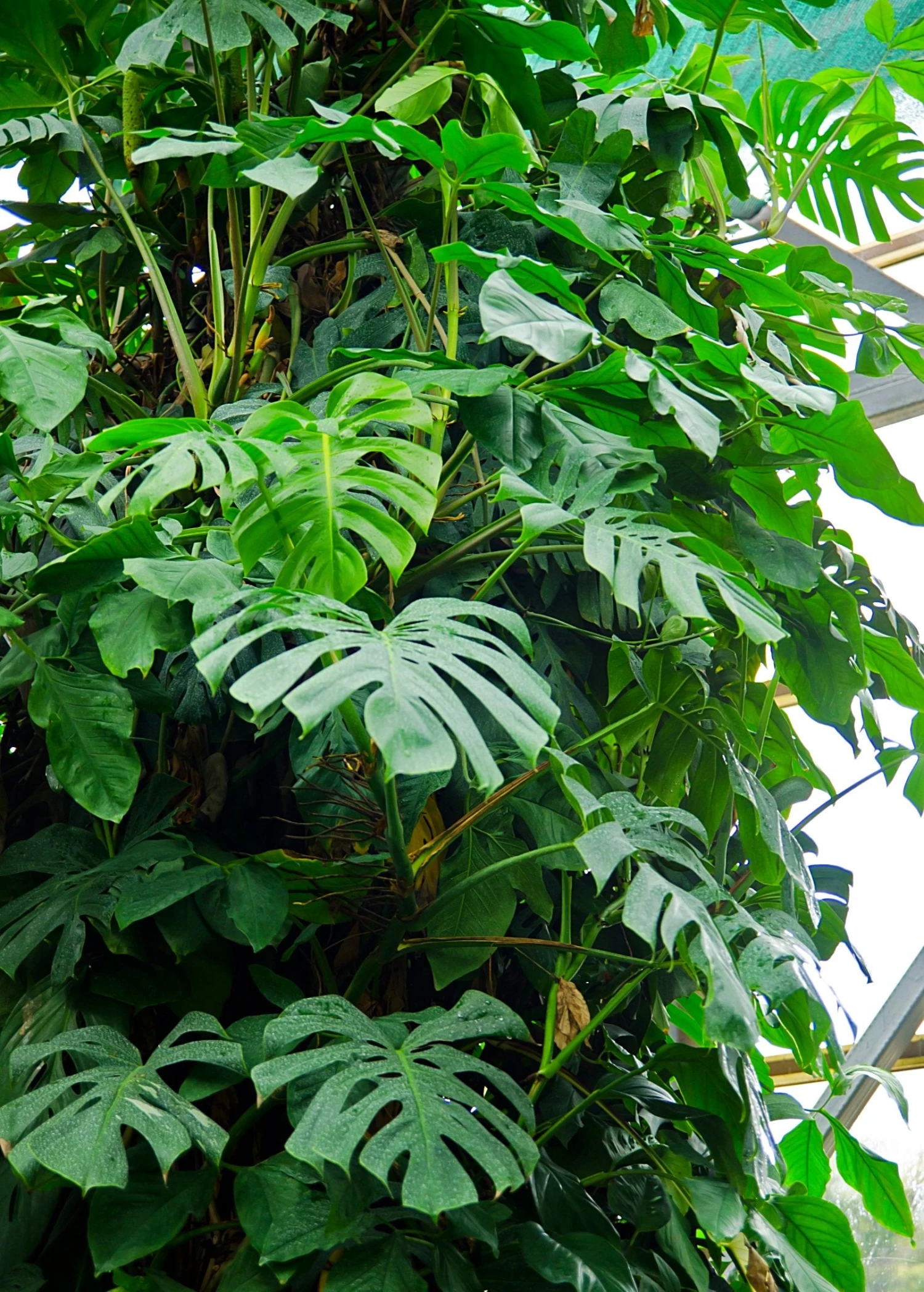 Monstera Deliciosa, Swiss Cheese Plant 8 Monstera Deliciosa, Swiss Cheese Plant - Image 6
