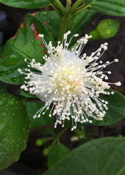 Guava, Lemon (Psidium Littorale) -Plant related-Sow Exotic lemon cattley guava flower