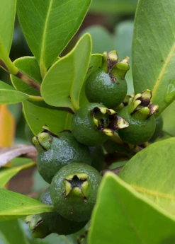 Plant related-Sow Exotic -Plant related-Sow Exotic lemon cattley guava young fruit