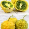 Kiwano, Yellow Round (Cucumis Metuliferus) -Plant related-Sow Exotic live kiwano yellow jelly melon plant for sale