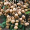 Longan, Pink 'Sri Chompoo' (Dimocarpus Longan) -Plant related-Sow Exotic longansowexotic