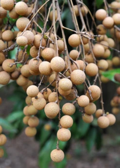 Longan, Pink 'Sri Chompoo' (Dimocarpus Longan)