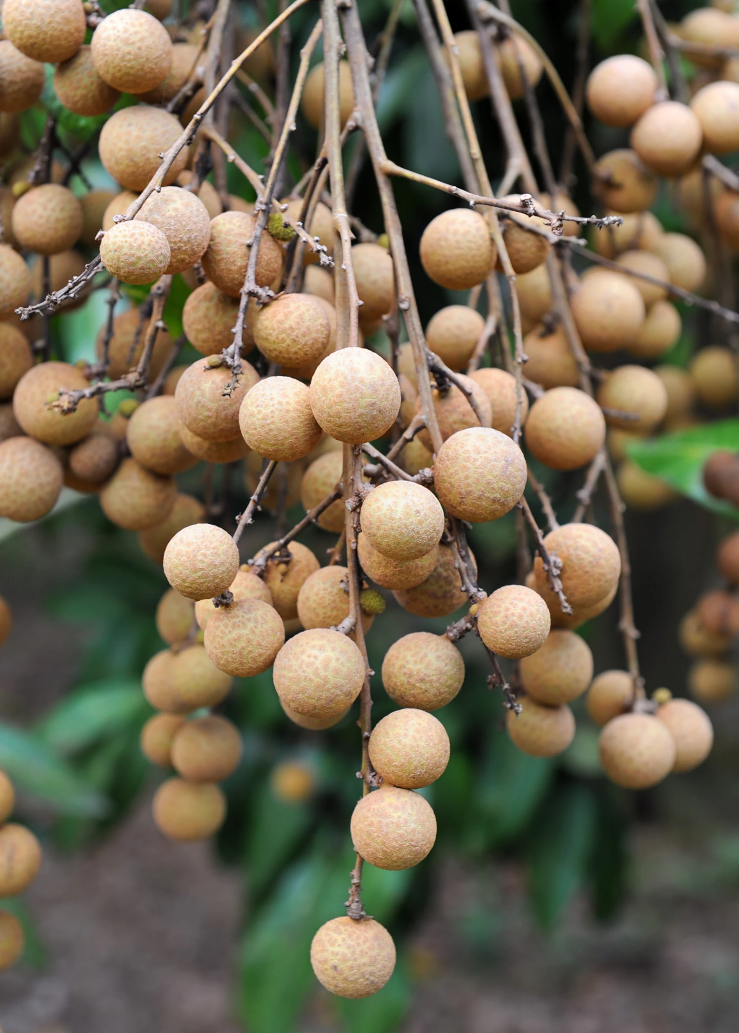 Longan, Pink 'Sri Chompoo' (Dimocarpus Longan) 3 Longan, Pink 'Sri Chompoo' (Dimocarpus Longan)