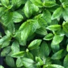Longevity Spinach (Gynura Procumbens) -Plant related-Sow Exotic longevityspinachsowexoticplantNursery 1