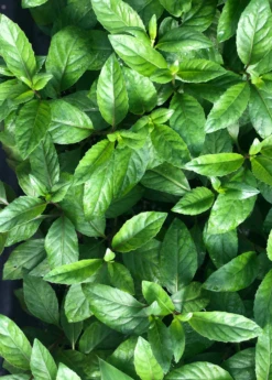 Longevity Spinach (Gynura Procumbens)
