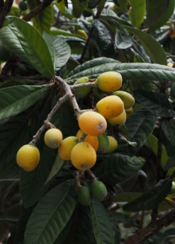 Loquat Seedling (Eriobotrya Japonica) -Plant related-Sow Exotic loquat 2 1610px X 2250px 2108dfa3 d8aa 428a 9986 eb20c8080fe3