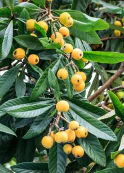 Loquat Seedling (Eriobotrya Japonica) -Plant related-Sow Exotic loquat 3 1610px X 2250px 07ddefb4 135b 467a 8f29 212165ddb016