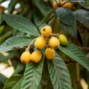 Loquat 'Champagne' (Eriobotrya Japonica) -Plant related-Sow Exotic loquat product photo
