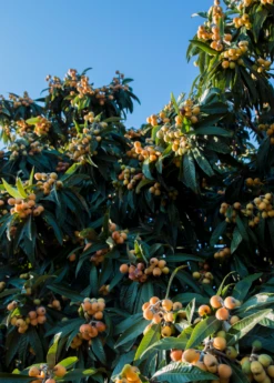 Loquat 'Christmas' (Eriobotrya Japonica) -Plant related-Sow Exotic loquat tree