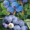 Blueberry Bundle: Sweetcrisp & Biloxi -Plant related-Sow Exotic low chill blueberry bundle biloxi and sweetcrisp plants for sale SowExotic.com