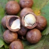 Macadamia 'Queen Anne' (Macadamia Integrifolia) 1 Macadamia 'Queen Anne' (Macadamia Integrifolia) -Plant related-Sow Exotic macadamianutfruittreeforsalesowexoticnursery 1
