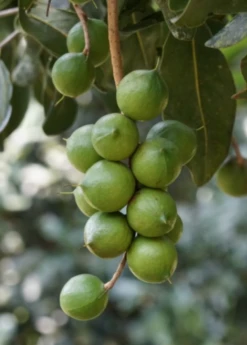 Macadamia 'Queen Anne' (Macadamia Integrifolia) -Plant related-Sow Exotic macadamianutfruittreeforsalesowexoticnursery 2