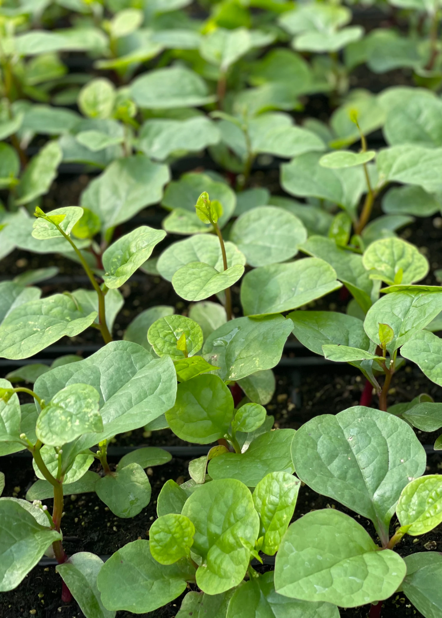 Malabar Spinach (Basella Alba) 5 Malabar Spinach (Basella Alba) - Image 3