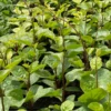 Malabar Spinach (Basella Alba) -Plant related-Sow Exotic malabarspinachsowexotic 1