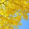 Ginkgo (Ginkgo Biloba) -Plant related-Sow Exotic mature gingko biloba tree with yellow leaves