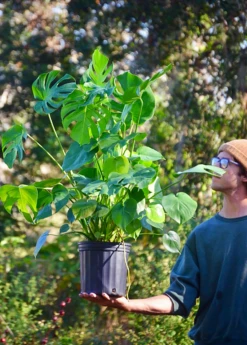 Monstera Deliciosa, Swiss Cheese Plant 16 Monstera Deliciosa, Swiss Cheese Plant -Plant related-Sow Exotic monstera deliciosa plant 3 gallon