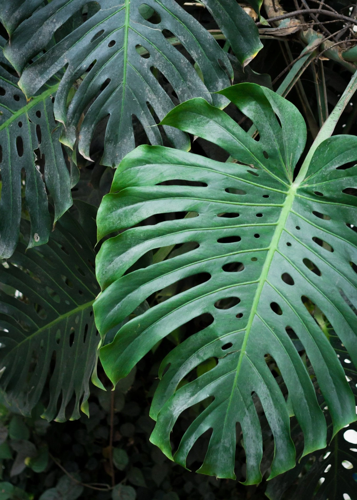 Monstera Deliciosa, Swiss Cheese Plant 4 Monstera Deliciosa, Swiss Cheese Plant - Image 2