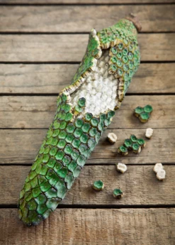 Monstera Deliciosa, Swiss Cheese Plant 14 Monstera Deliciosa, Swiss Cheese Plant -Plant related-Sow Exotic monsteraplantforsalesowexotic